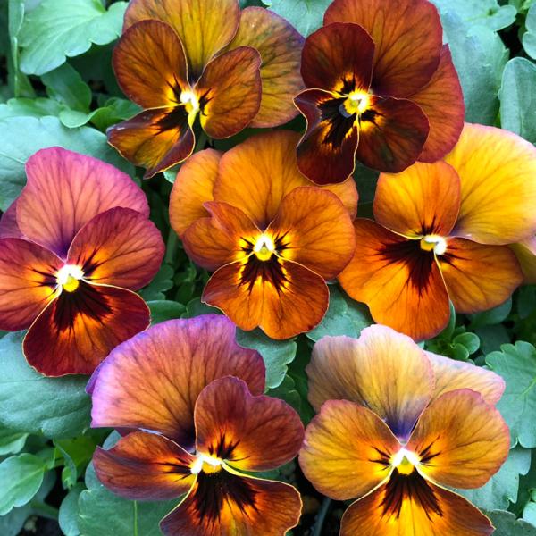 【当店農場生産】ビオラ ももか ゆうやけ（花なし苗） 9cmポット苗 花壇や寄せ植えに♪