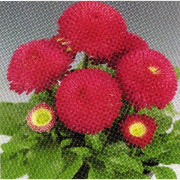 綺麗な赤色の中輪ポンポン咲きの花が咲きます。鉢植え・ガーデニング素材にピッタリの極矮性種です。サイズ：3寸鉢※写真は見本です。実際のお届けの苗と大きさや姿が異なることがございます。※花はついておりません。