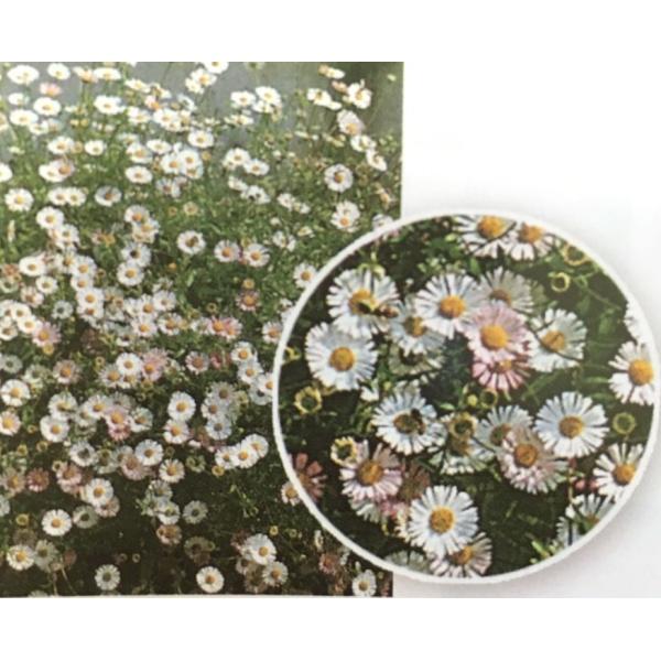 非常に育てやすいデージーです。一度植えるとこぼれ種が落ちて毎年咲きます♪非常に強く育てやすいのでお勧めです！サイズ：3寸鉢※写真は見本です。実際のお届けの苗と大きさや姿が異なることがございます。※花はついておりません。