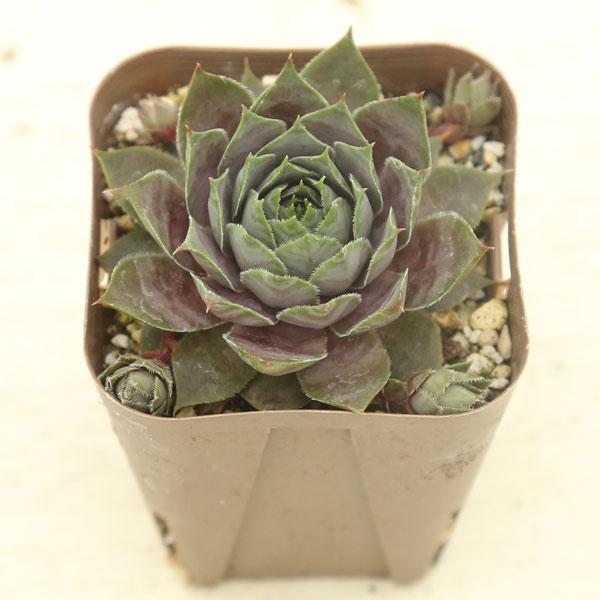 バラのような葉が展開するセンペルビウムです。非常に育てやすく、直径15cm程度まで大きくなります。サイズ：2.5寸鉢※写真は見本です。実際のお届けの苗と大きさや姿が異なることがございます。※子が付いている写真の場合は子が付いていないものが届...