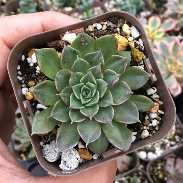 多肉植物 グラプトペタルム ベルム 7.5cmポット苗 : ハニーミント