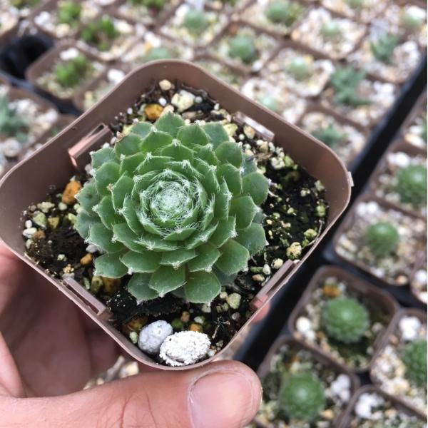 多肉植物 センペルビウム 赤巻絹 7 5cmポット苗 Buyee Buyee 提供一站式最全面最專業現地yahoo Japan拍賣代bid代拍代購服務 Bot Online