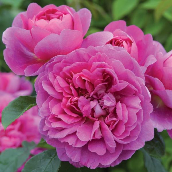 ■■■必ずお読みください■■■・花苗・多肉植物との同梱はできません。☆特徴他にはない独特な美しさを持った、革新的なバラと言えるでしょう。すっきりとした濃いピンクの花は大きめの房咲きになって、長期間に渡って花を咲かせてくれます。香りは強くなく...