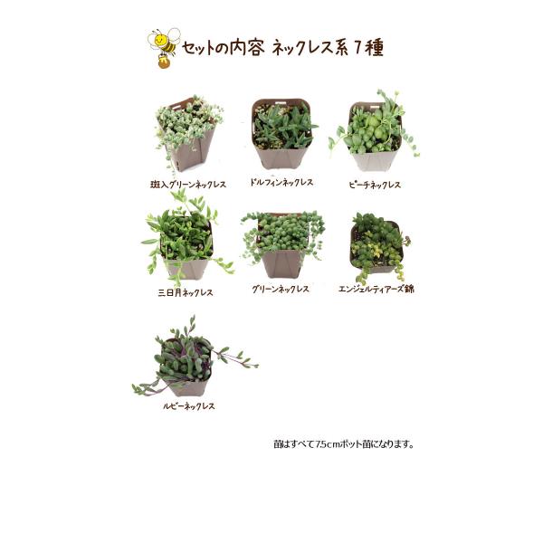 多肉植物 ネックレス系7種セット Buyee Buyee Japanese Proxy Service Buy From Japan Bot Online