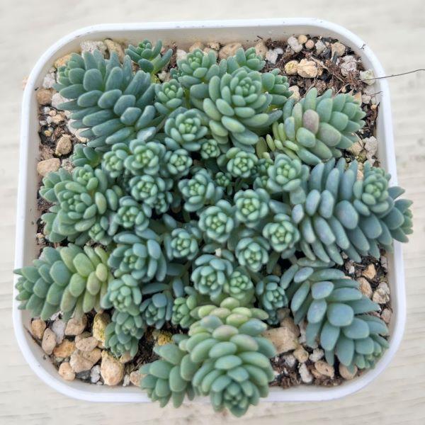多肉植物 セダム マジョール 7.5cmポット苗 : ハニーミント - 通販