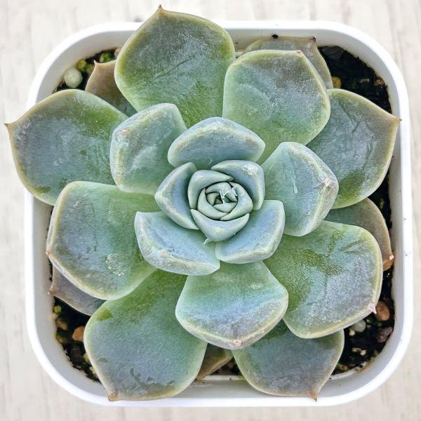 多肉植物 エケベリア ローラ 7.5cmポット苗 : ハニーミント - 通販