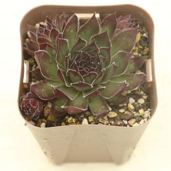 多肉植物 センペルビウム ダイナモ 7.5cmポット苗 : ハニーミント