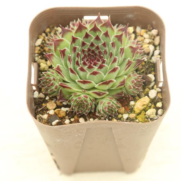 バラのような葉が展開するセンペルビウムです。サイズ：2.5寸鉢※写真は見本です。実際のお届けの苗と大きさ、姿が異なることがございます。※子が付いている写真の場合は子が付いていないものが届くことがあります。※株数（頭数）については、写真と異な...