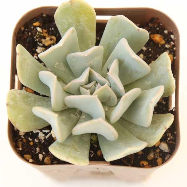 多肉植物 エケベリア トップシータービー 7.5cmポット苗 希少