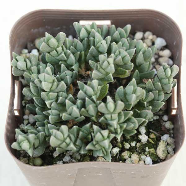 多肉植物 ルスキア メセン インデュラータ 7 5cmポット苗 ハニーミント 通販 Yahoo ショッピング