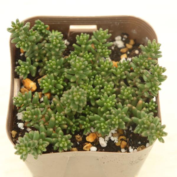 多肉植物 セダム ブラックベリー 7.5cmポット苗 : ハニーミント - 通販