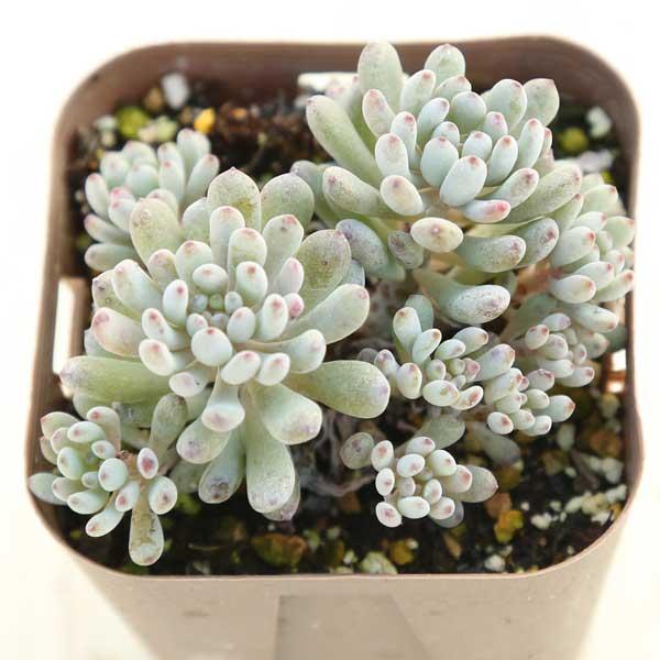 多肉植物 グラプトペタルム ブルービーン 7.5cmポット苗 : ハニー