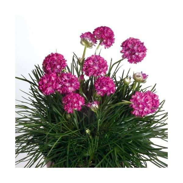 寄せ植えや鉢植えに最適です！可愛い花がたくさん咲きます。芝のような感じで横に広がり、もこもこと増えていきます。サイズ：3寸鉢※写真は見本です。実際のお届けの苗と大きさや姿が異なることがございます。※花はついておりません。