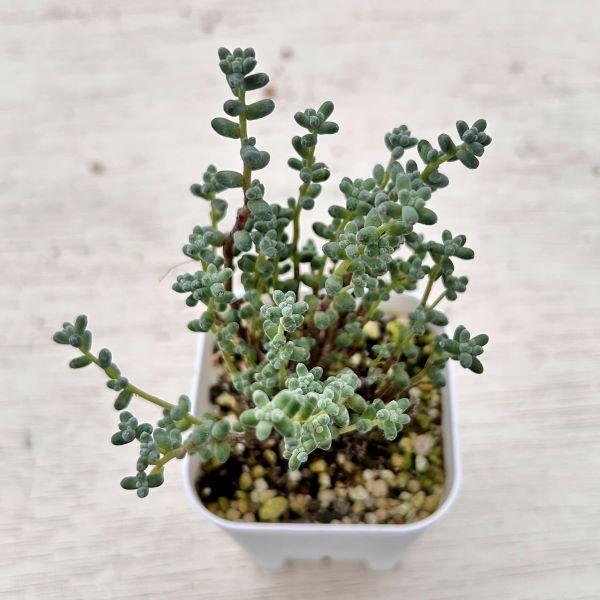 多肉植物 セダム 木立プレビフォリウム 7.5cmポット苗 : ハニーミント