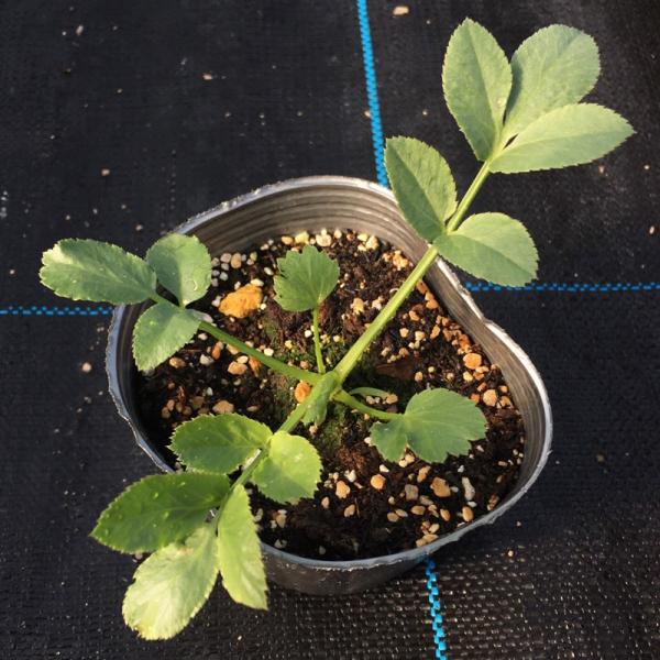 100円均一 ホワイトレースフラワー 9cmポット苗 Buyee Buyee 提供一站式最全面最专业现地yahoo Japan拍卖代bid代拍代购服务 Bot Online