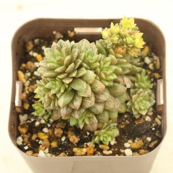 多肉植物 セダム 斑入りリトルゼム 7.5cmポット苗