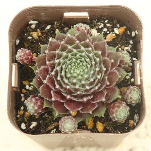 多肉植物 センペルビウム チェリーフロスト 7.5cmポット苗 : ハニー