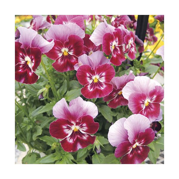 【当店農場生産】小輪パンジー わらく ストロベリー(花なし苗) 9cmポット苗 花壇や寄せ植えに♪ :10005821:ハニーミント - 通販 - Yahoo!ショッピング 【当店農場生産】小輪パンジー わらく ストロベリー(花なし苗) 9cmポット苗 花壇や寄せ植えに♪ :10005821:ハニーミント - 通販 - Yahoo!ショッピング