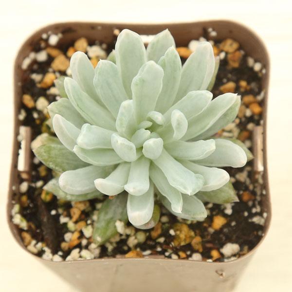 多肉植物 ホワイトプリンス錦 大人気 多肉植物 エケベリア ホワイトプリンセス錦 超美苗 レア