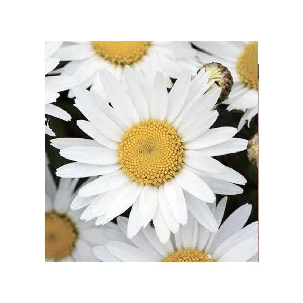 マーガレットに似たかわいい花を咲かせます。サイズ：3寸鉢※写真は見本です。実際のお届けの苗と大きさや姿が異なることがございます。※花はついておりません。