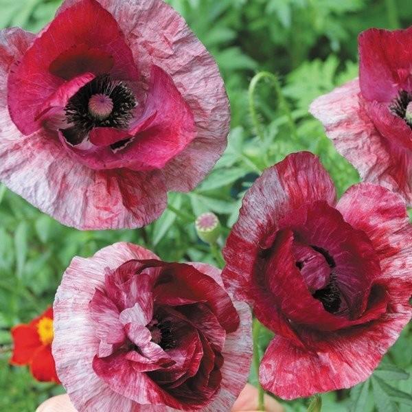 別名、グビジンソウ シャーレーポピーの名を持ちます。暑さ寒さに強く育てやすい品種になります。サイズ：3寸鉢※写真は見本です。実際のお届けの苗と大きさや姿が異なることがございます。※花はついておりません。