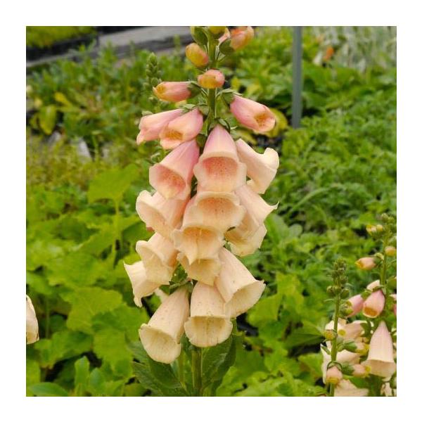 大きな株になり、花壇のシンボル的な役割を果たしてくれます。株も大きく、仕上がりも大きくなります。鉢植え、花壇植え共にお勧めです！サイズ：3寸鉢※写真は見本です。実際のお届けの苗と大きさや姿が異なることがございます。※花はついておりません。