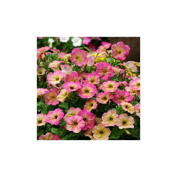 【当店農場生産】アンティークペチュニア デボネア ダスティローズ（花なし苗） 9cmポット苗 強くて分枝多い！