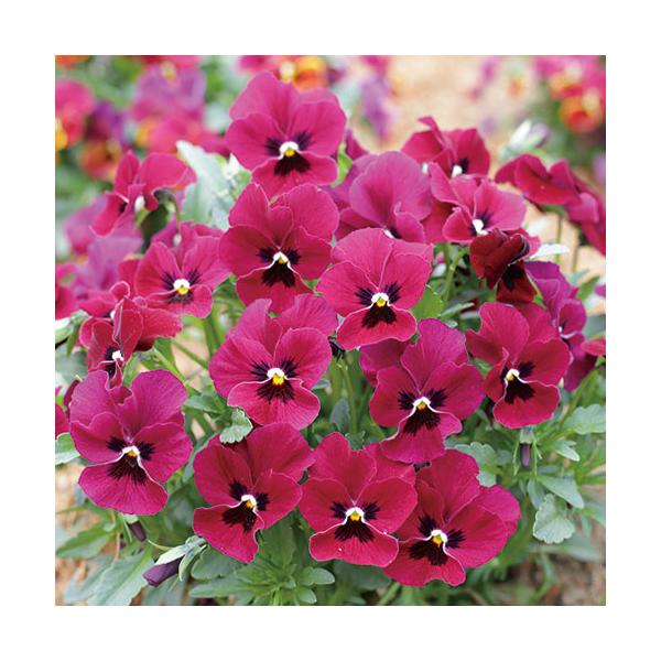 【当店農場生産】ビオラ ももか ばらいろ（花なし苗） 9cmポット苗 花壇や寄せ植えに♪