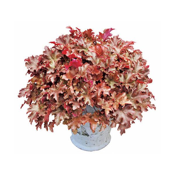 PWのドルチェシリーズ、一般的なヒューケラに比べて強く育てやすいです。ユキノシタ科の常緑多年草です。冬に非常に強く、マイナス8度くらいでも冬越しをします。サイズ：3寸鉢（写真2枚目参照）※写真は見本です。実際のお届けの苗と大きさや姿が異なる...