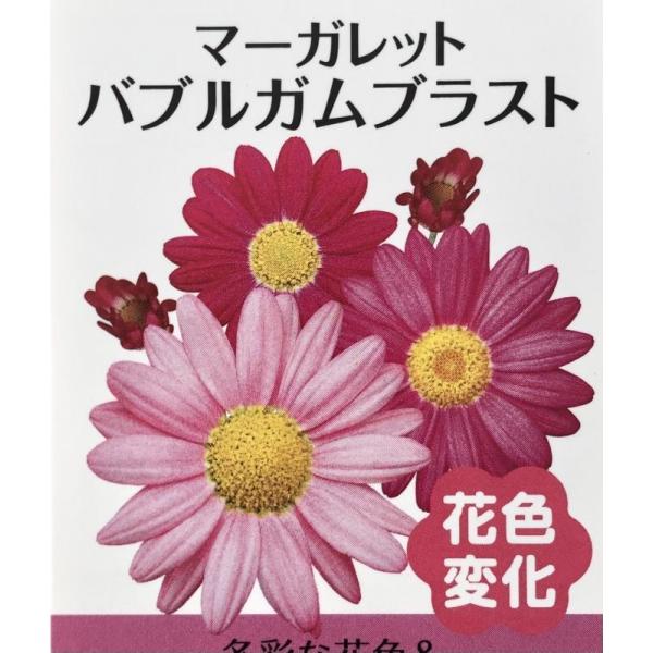 1枚目の写真の通り、開花していくにつれて色が変わっていくマーガレットです。3月ごろから6月ごろにかけて開花します。ハイブリッド品種で、強健で、生育も旺盛です。鉢植えに適した品種です。サイズ：3寸鉢（写真4枚目参照）※写真は見本です。実際のお...