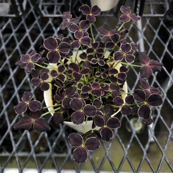 シックな葉色が美しいクローバーです。まとまりが良く分枝性に優れた品種で、寄植え材料やグランドカバーに適しています。堅強で育成も良く、庭の彩りとして長期間鑑賞できます。サイズ：3寸鉢※写真は見本です。実際のお届けの苗と大きさや姿が異なることが...