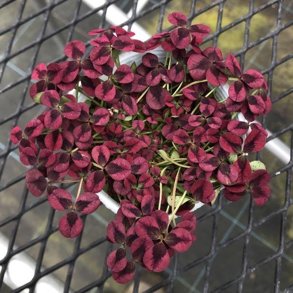 シックな葉色が美しいクローバーです。まとまりが良く分枝性に優れた品種で、寄植え材料やグランドカバーに適しています。堅強で育成も良く、庭の彩りとして長期間鑑賞できます。サイズ：3寸鉢※写真は見本です。実際のお届けの苗と大きさや姿が異なることが...