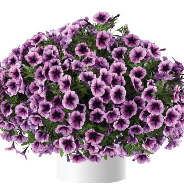 【当店農場生産】ペチュニア カスカディアス パープルアイス（花なし苗） 9cmポット苗