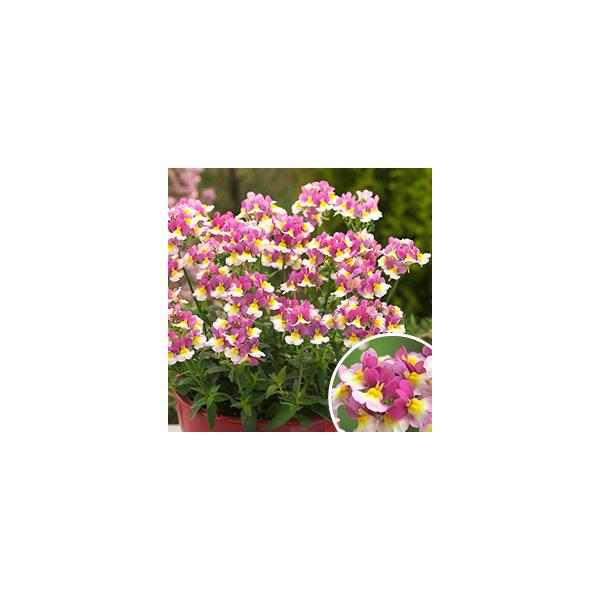 スウィートな香りの芳香ネメシアです。ハイブリッド系で樹勢も強く、育てやすいネメシアです。長期間かわいい花が楽しめます。サイズ：3寸鉢（写真2枚目参照）※写真は見本です。実際のお届けの苗と大きさや姿が異なることがございます。※花はついておりま...