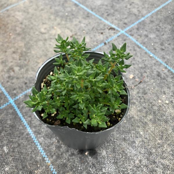 当店農場生産】ローズタイム 9cmポット苗 : ハニーミント - 通販