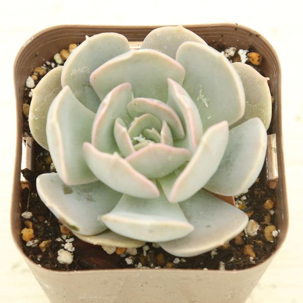 多肉植物 エケベリア ルンヨニー 7.5cmポット苗 : ハニーミント