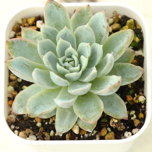 多肉植物 エケベリア すみれ牡丹 7.5cmポット苗 : ハニーミント 多肉植物 エケベリア すみれ牡丹 7.5cmポット苗 : ハニーミント