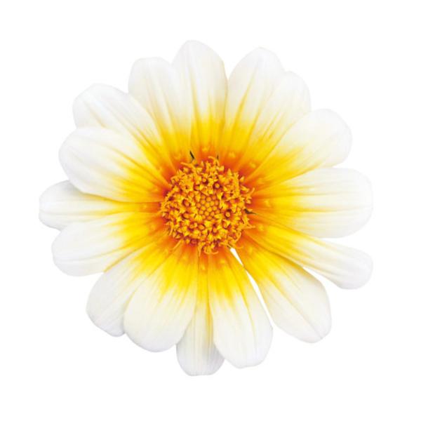 PWシリーズのハイブリッド品種です！強健で、寒さに強く花が多いのが特徴です！大きな5cmから7cmくらいの花がたくさん咲きます。サイズ：3寸鉢（写真2枚目参照）※写真は見本です。実際のお届けの苗と大きさや姿が異なることがございます。※花はつ...