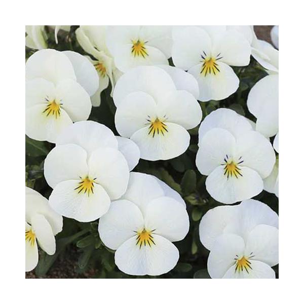 【当店農場生産】ビオラ ももか みるく（花なし苗） 9cmポット苗 花壇や寄せ植えに♪