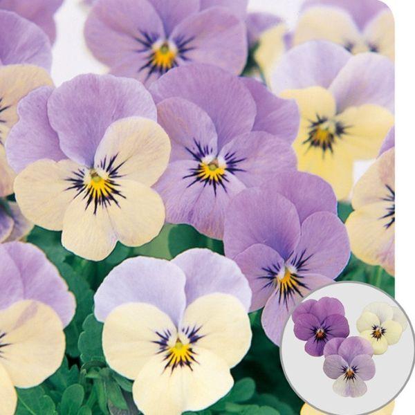 【当店農場生産】ビオラ ピエナ ラベンダーマジック（花なし苗） 9cmポット苗 花壇や寄せ植えに♪