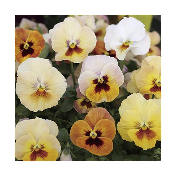 【当店農場生産】小輪パンジー わらく アプリコットティー（花なし苗） 9cmポット苗 花壇や寄せ植えに♪