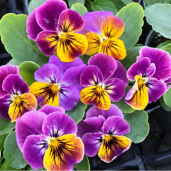 安いビオラ苗 ソルベの通販商品を比較 ショッピング情報のオークファン