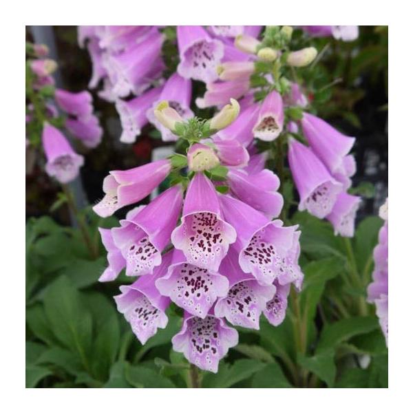 大きな株になり、花壇のシンボル的な役割を果たしてくれます。株も大きく、仕上がりも大きくなります。鉢植え、花壇植え共にお勧めです！サイズ：3寸鉢※写真は見本です。実際のお届けの苗と大きさや姿が異なることがございます。※花はついておりません。