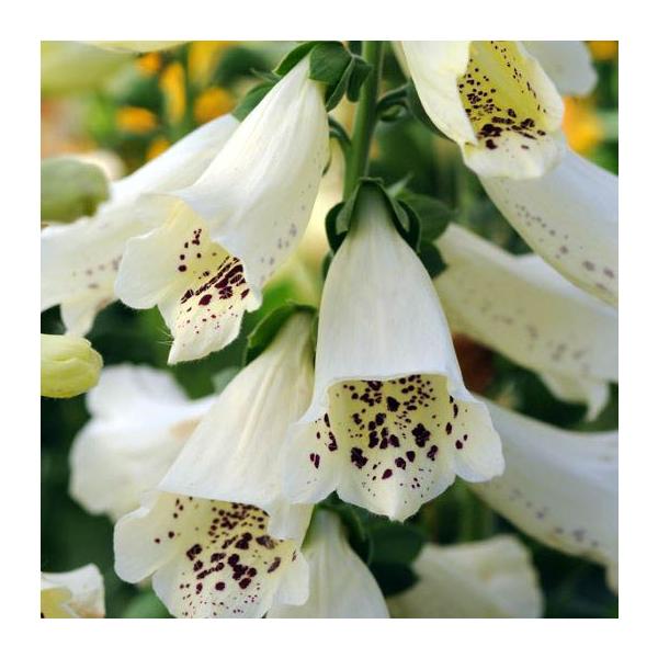 大きな株になり、花壇のシンボル的な役割を果たしてくれます。株も大きく、仕上がりも大きくなります。鉢植え、花壇植え共にお勧めです！サイズ：3寸鉢※写真は見本です。実際のお届けの苗と大きさや姿が異なることがございます。※花はついておりません。