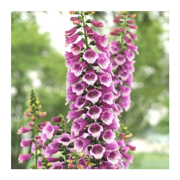 大きな株になり、花壇のシンボル的な役割を果たしてくれます。株も大きく、仕上がりも大きくなります。鉢植え、花壇植え共にお勧めです！サイズ：3寸鉢※写真は見本です。実際のお届けの苗と大きさや姿が異なることがございます。※花はついておりません。