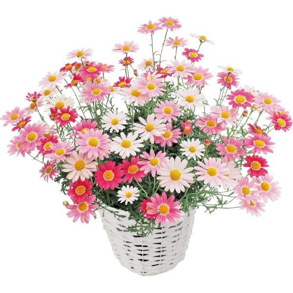 開花していくにつれて色が変わっていくマーガレットです。濃いピンク→ピンク→白色に変化します。花数が多く、桜色に近い優しいピンク色の濃淡を楽しめます。春から初夏、秋から初冬にかけて開花します。ハイブリッド品種で、強健で、生育も旺盛です。サイズ...
