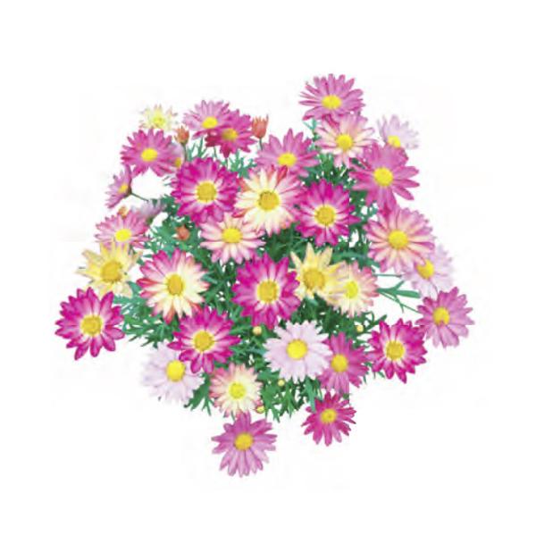 開花していくにつれて色が変わっていくマーガレットです。春から初夏、秋から初冬にかけて開花します。ハイブリッド品種で、強健で、生育も旺盛です。鉢植えに適した品種です。サイズ：3寸鉢（写真5枚目参照）※写真は見本です。実際のお届けの苗と大きさや...