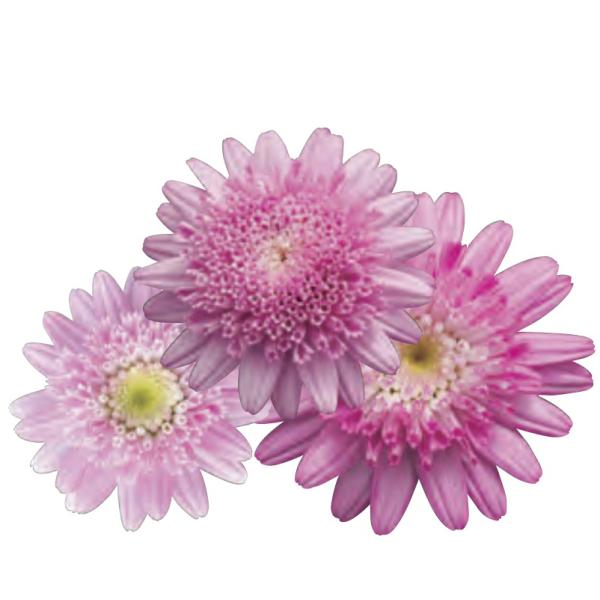 春から初夏、秋から初冬にかけて開花します。ハイブリッド品種で、強健で、生育も旺盛です。サイズ：3寸鉢（写真5枚目参照）※写真は見本です。実際のお届けの苗と大きさや姿が異なることがございます。※花はついておりません。※登録品種につき、販売目的...