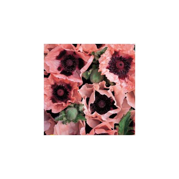 春に花咲くポピー♪可愛い花を長く咲かせてくれます。サイズ：3寸鉢※写真は見本です。実際のお届けの苗と大きさや姿が異なることがございます。※花はついておりません。（写真2枚目参照）