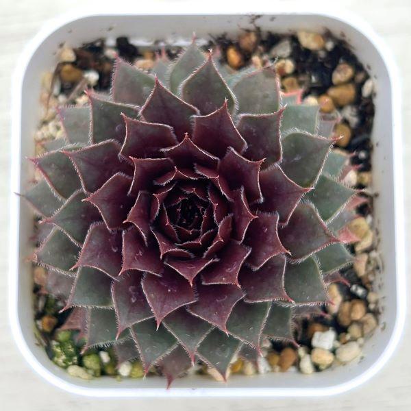 1ポット400円 センペルビウム 7.5cmポット 3 多肉植物 センペルビウム センテニアル 7.5cmポット苗 : ハニーミント